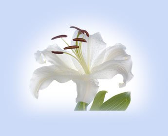Weiße Lilie